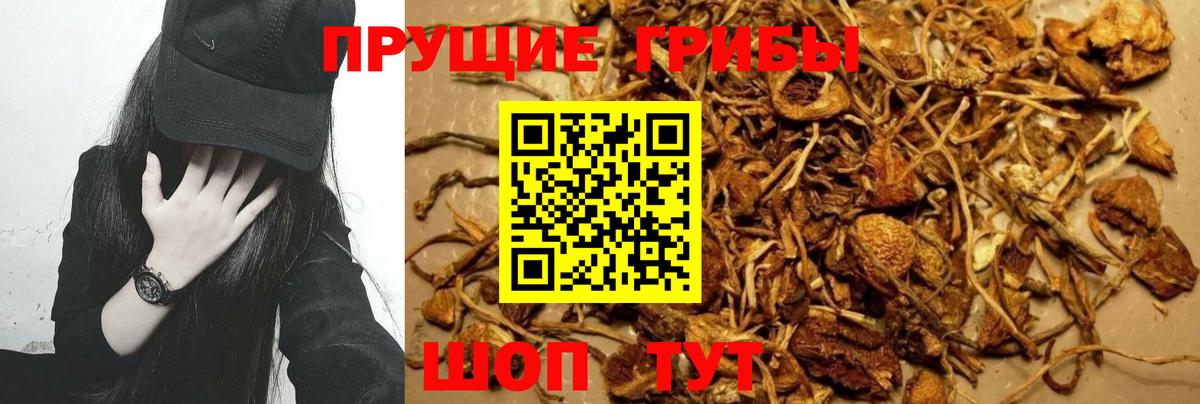 Галлюциногенные грибы MAGIC MUSHROOMS  Вход с VPN  Псилоцибиновые грибы Magic Shrooms  Долгопрудный 