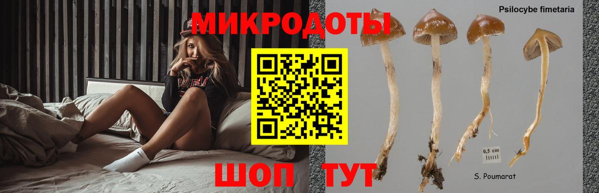 Псилоцибиновые грибы Psilocybine cubensis Долгопрудный